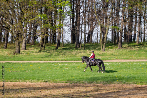horse on the field © Vitalii