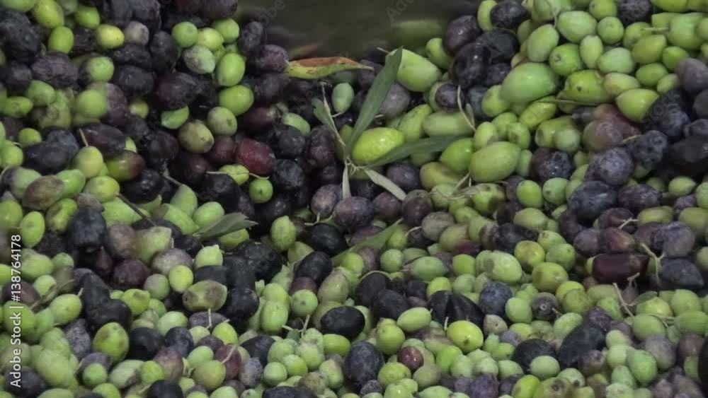 Olives in the oil press. Close up of the first stage of processing Olives in the oil press. Close up of the first stage of processing