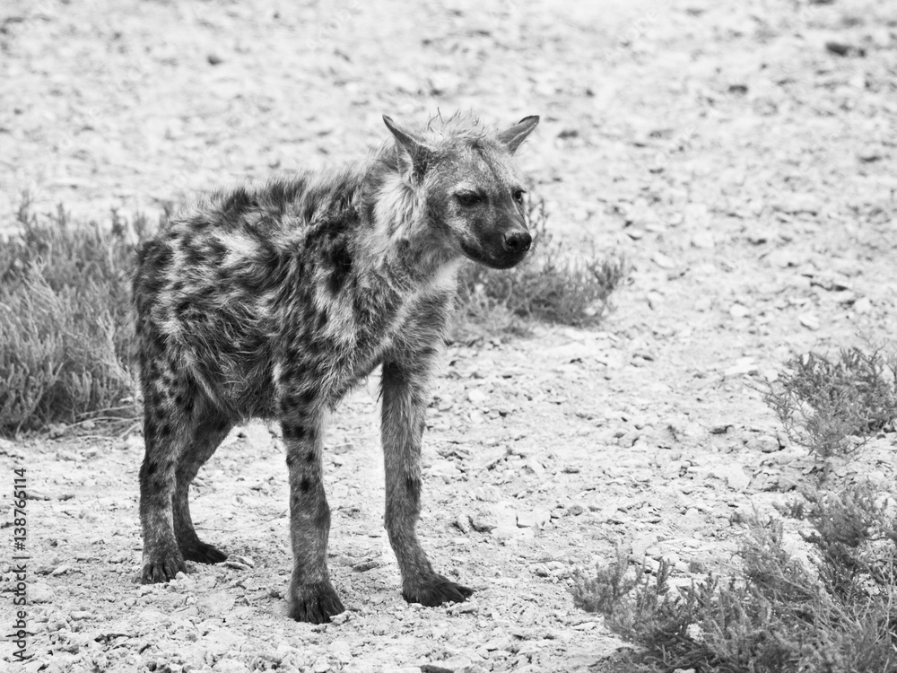 Fototapeta premium Hyena in african grassland of Etosha National Park, Namibia, Africa. Black and white image.