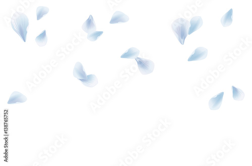 White Blue flying petals isolated on White background. Sakura Roses petals. Vector 