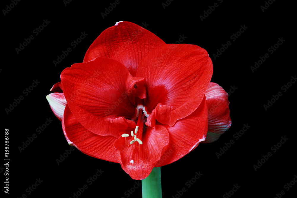 Naklejka premium red amaryllis flower