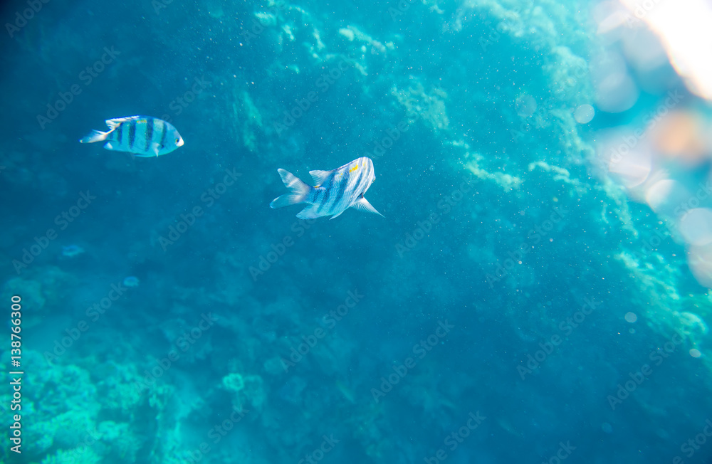 Obraz premium beautiful and diverse coral reef with fish of the red sea in Egypt, shooting under water