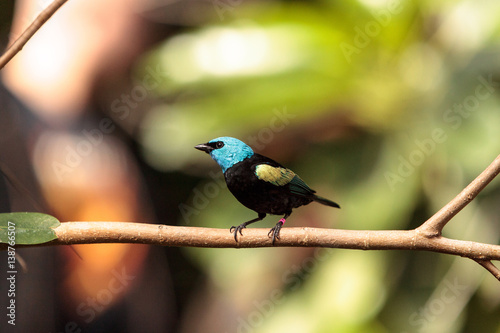 Blue necked tanager scientifically known as Tangara cyanicoilis photo