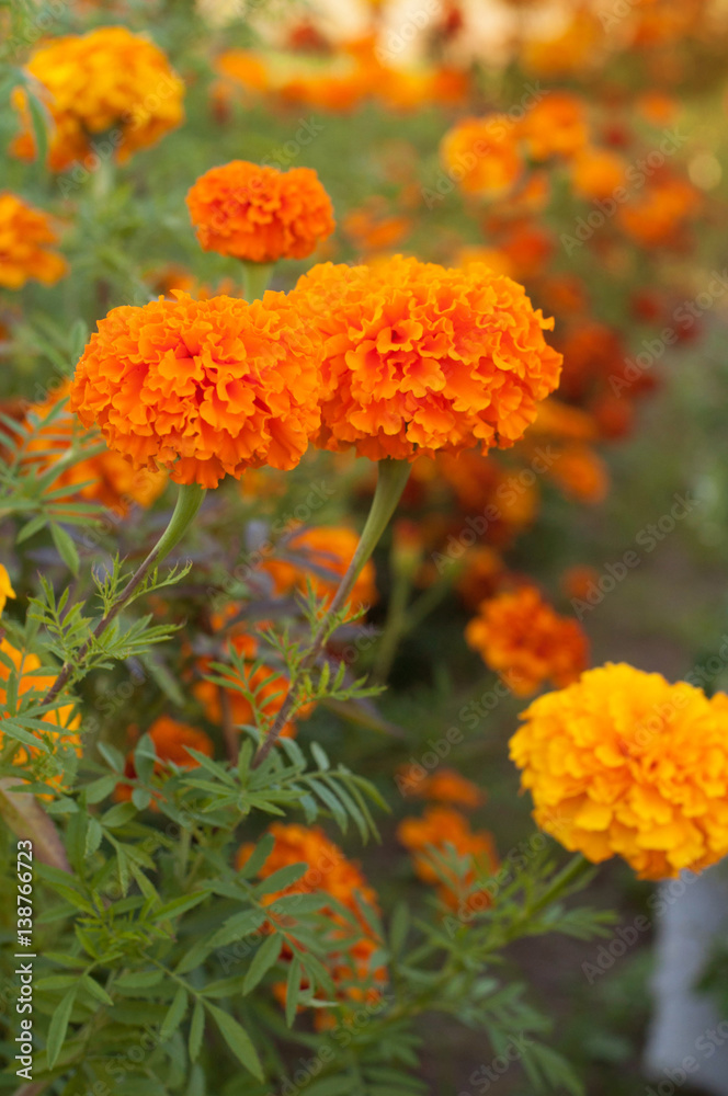 marigolds marigolds