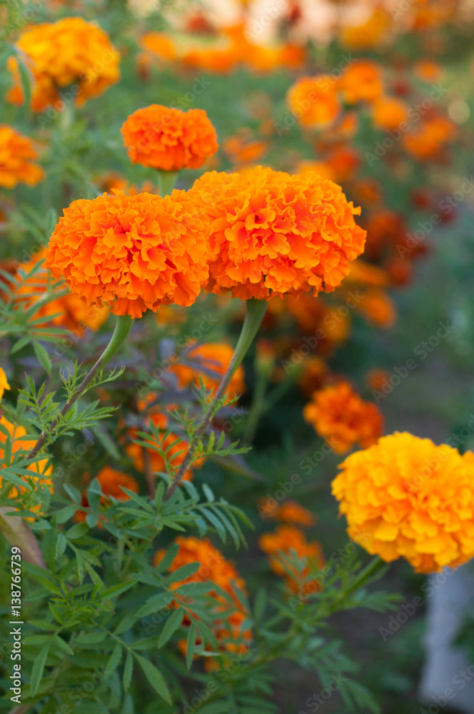 marigolds marigolds
