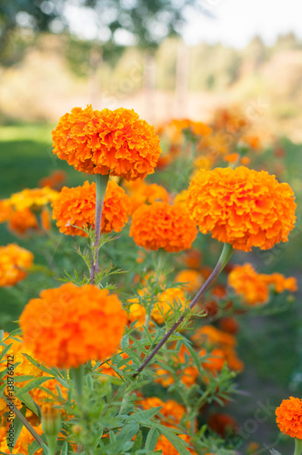 marigolds