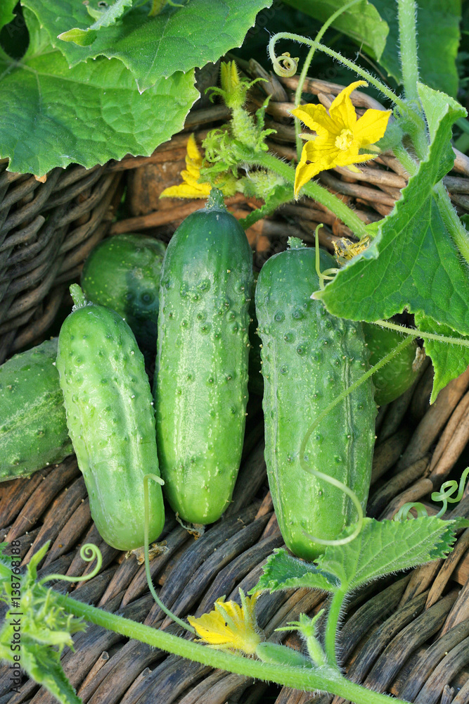 Obraz premium Three cucumbers