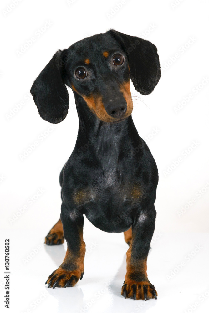 black dachshund dog on white background