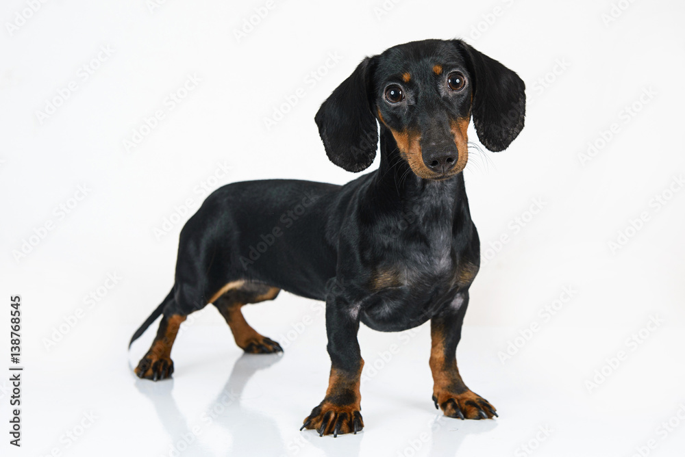 black dachshund alone on white background