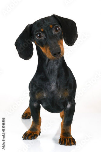 black dachshund dog on white background © Elayne