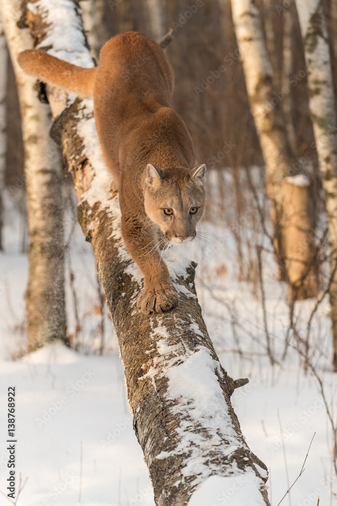 Adult Female Cougar (Puma concolor) Walks Down Tree
