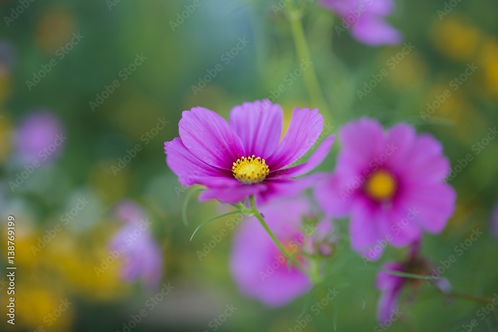 Fuchsia Fuchsia