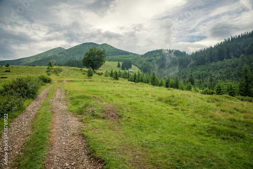 beautiful forest landscape in the Carpathian mountains