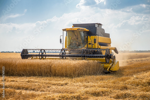 Harvester removes wheat on the field