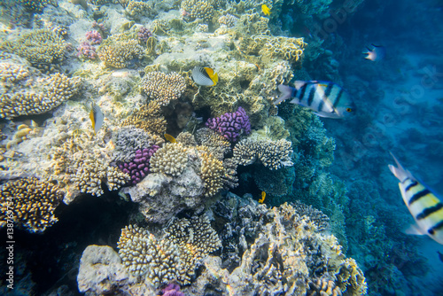 beautiful and diverse coral reef of the red sea with fish