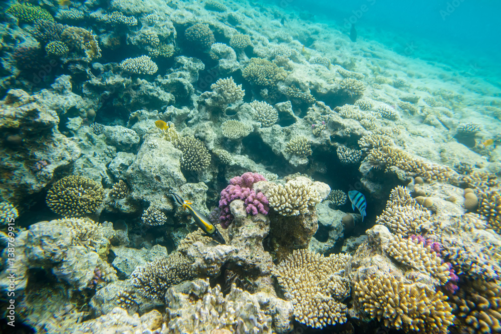 beautiful and diverse coral reef of the red sea with fish