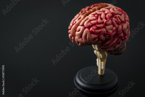 Human anatomy and brain health concept with plastic model isolated on black and copy space