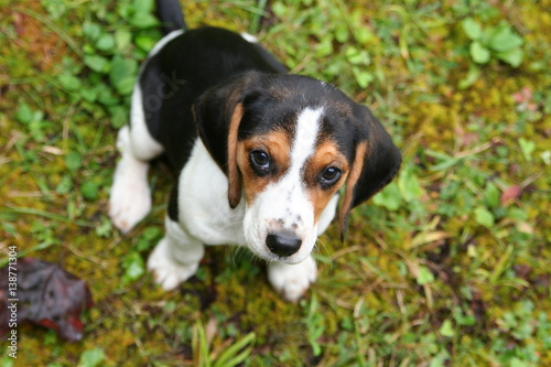 Beagle Puppy © Cris Ritchie Photo