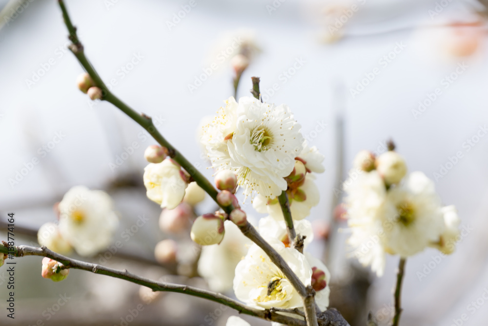 梅 花 日本 梅 花 日本