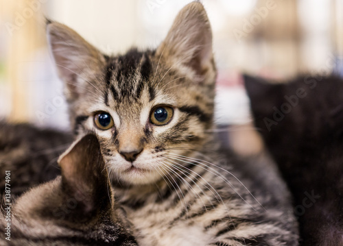 Closeup portrait of small tabby kitten looking forward cuddling siblings © Kristina Blokhin