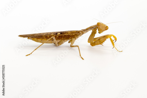 Image of brown mantis on white background. Insect.