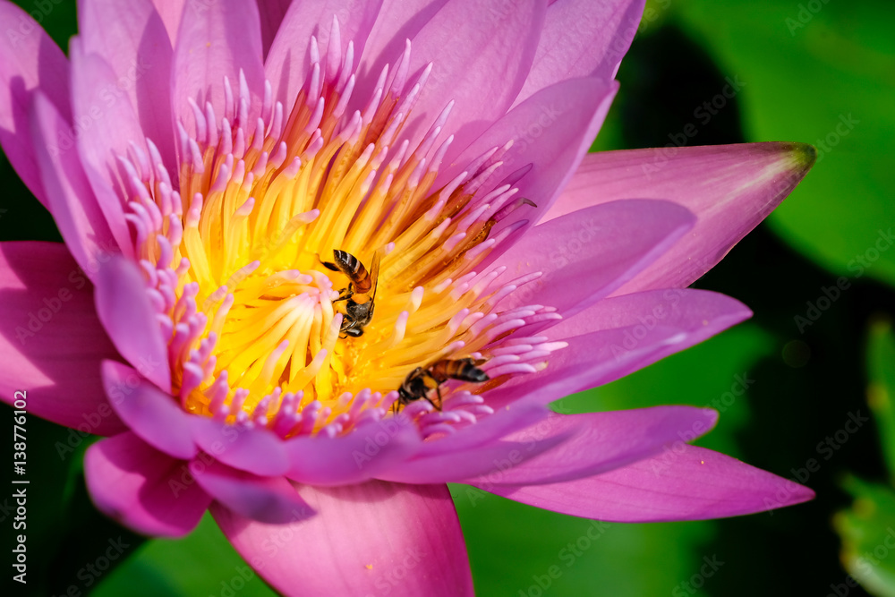 Close-up flower. A beautiful purple waterlily or lotus flower Close-up flower. A beautiful purple waterlily or lotus flower
