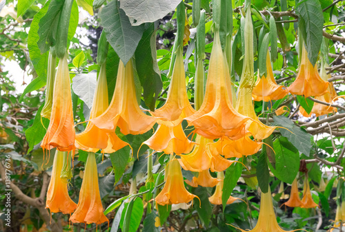 The angels trumpet flower