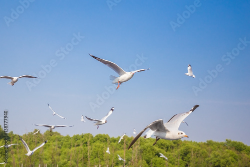 seagull flying with sky at Bangpu  Thailand
