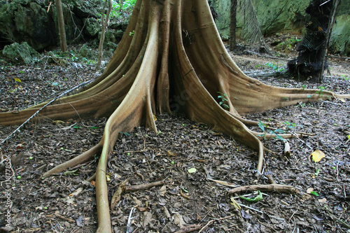 fig tree root buttresses