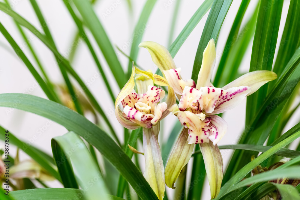 Fototapeta premium orchids bloom in the spring