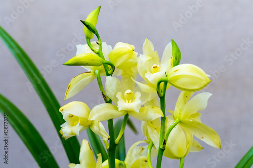 Fototapeta Naklejka Na Ścianę i Meble -  orchids bloom closeup