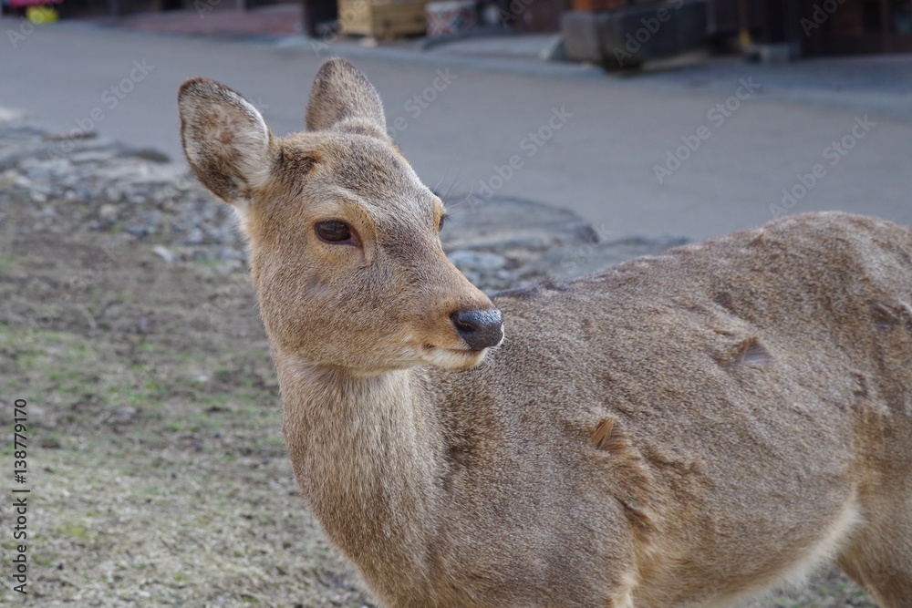 Fototapeta premium 奈良公園のシカ