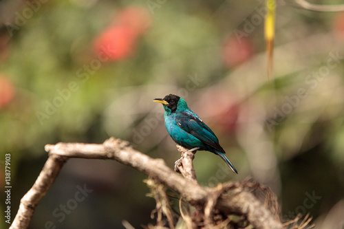 Green honeycreeper scientifically known as Chlorophanes spiza photo