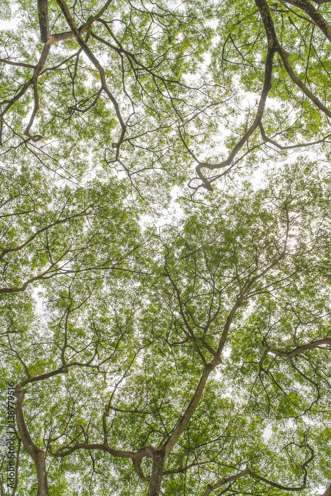 Fototapeta premium Autumn tree in the forest seen from ground up