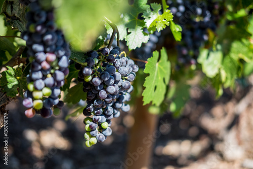 Wine country, grapes on a vine at a vineyard 