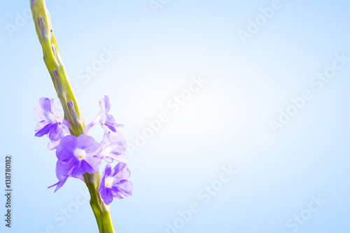 purple, violet flower blue background
