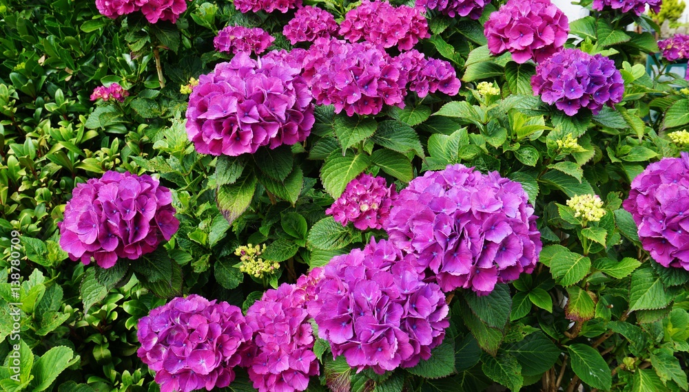 Pink hydrangea flowers in bloom Pink hydrangea flowers in bloom