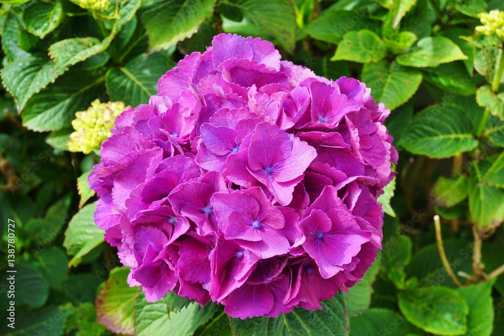 Pink hydrangea flowers in bloom Pink hydrangea flowers in bloom
