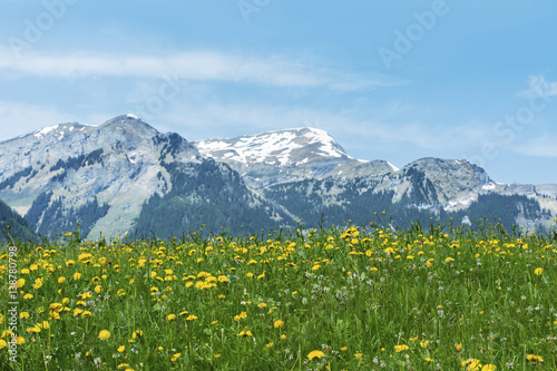 Meadow, flower field and mountain alps in Switzerland