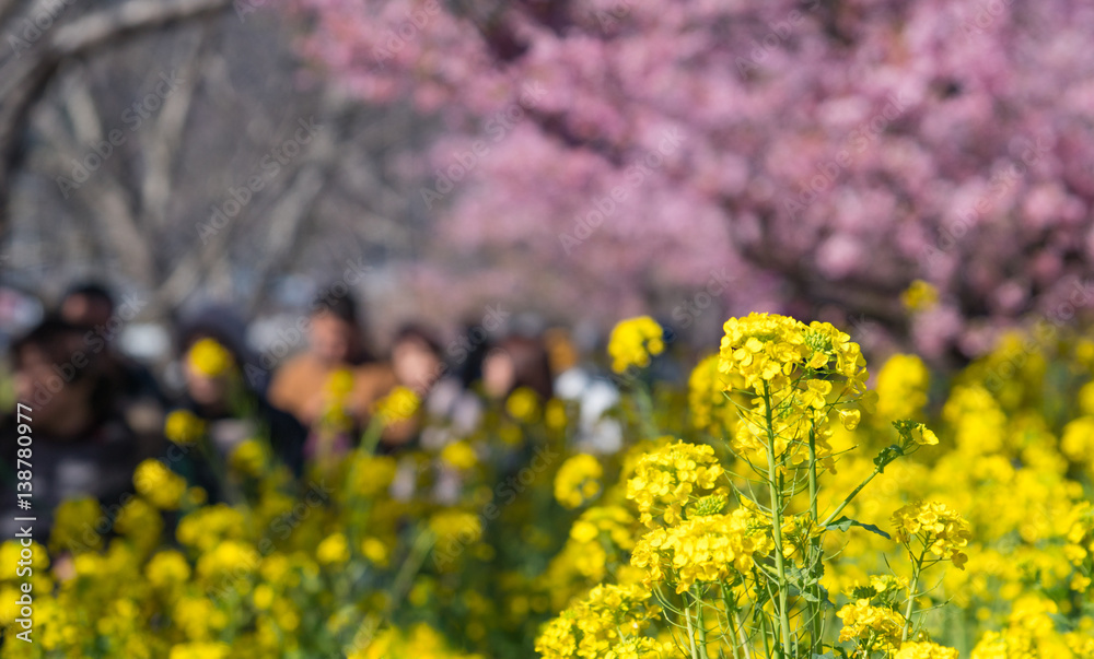 Obraz premium 菜の花と河津桜