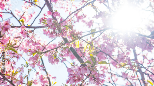 河津桜