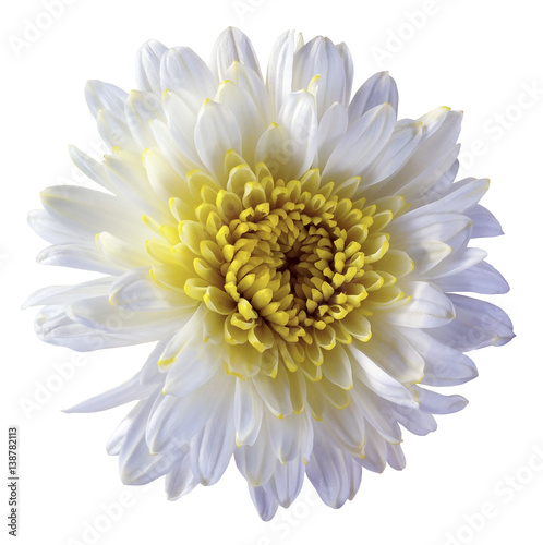 Fototapeta Naklejka Na Ścianę i Meble -  white flower chrysanthemum, garden flower, white  isolated background with clipping path.  Closeup. no shadows. yellow centre. Nature.