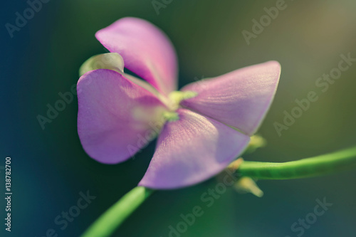 Orchids pink, Amazing view of bright flowering in the garden at the middle of sunny summer