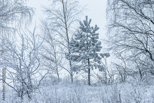 Snow-covered trees in a Winter Day