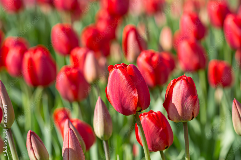 growing blooming red tulips in spring in garden growing blooming red tulips in spring in garden