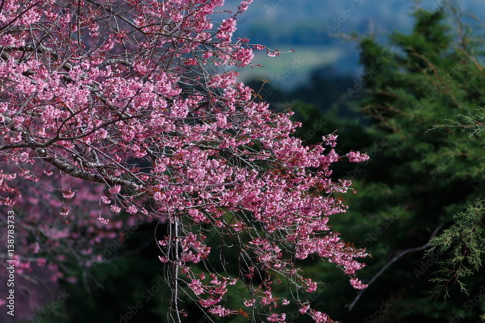 Φωτογραφία Pink flowers,Prunus cerasoides, Wild Himalayan Cherry at Chiang Mai Royal Agricultural Research Centre (Khun Wang), Khun Wang Royal Chiang Mai, Thailand