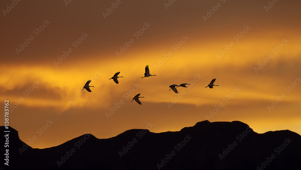 Flock of cranes spring or autumn migration