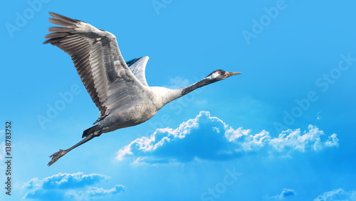 Blue-grey bird flying against blue sky