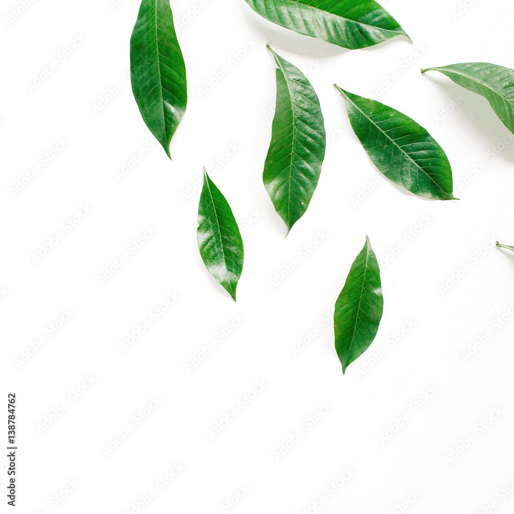 Green leaves, branches on white background. Flat lay, top view. Leaf pattern texture.