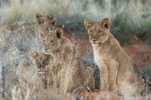 Lion  Panthera leo  cubs. Northern Cape. South Africa.